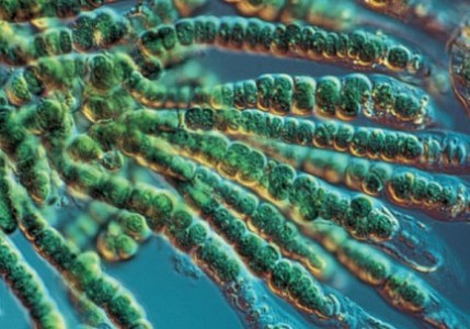 Cyanobakterier